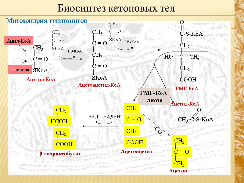 Митохондрия гепатоцитов Биосинтез кетоновых тел HS-KoA ГМГ-КоА -лиаза НАДHH+ НАД -СО2 HS-KoA Ацил-КоА Глюкоза